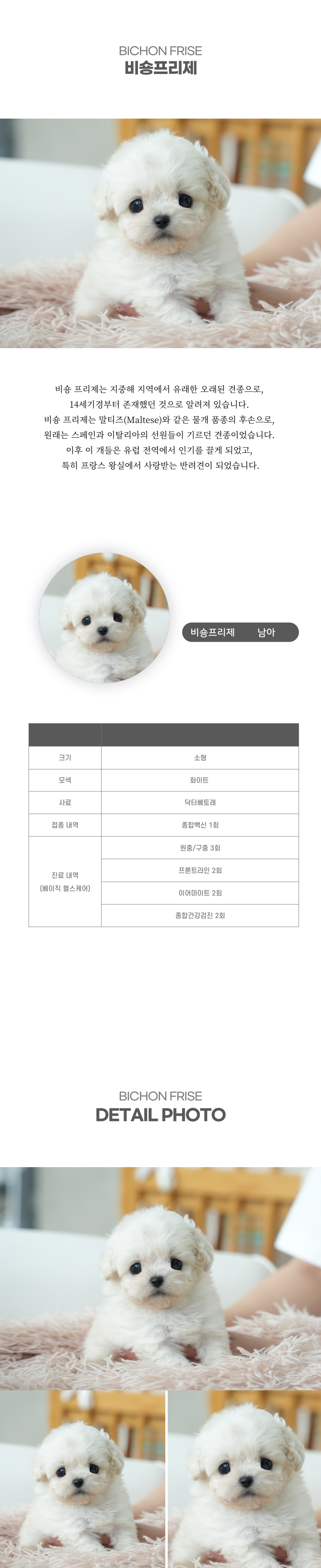 미니비숑_상세이미지_2